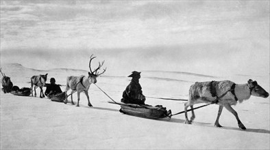 reindeer pulling sleds, Lapland, Finland, 1939