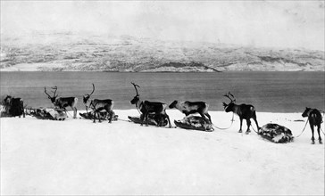 reindeer pulling sleds, Fjord Bossekop, Lapland, Norway, 1939