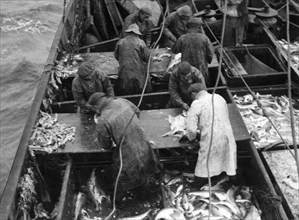 gutting of codfishes, Lapland, Finland 1940