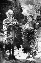 sellers of dried leaves, annual festival, macchia antonini, tuscany, 1953