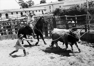 cattle market, alberese, tuscany, italy, 1964