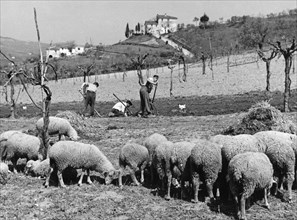 mouton, arezzo, toscane, italie, 1955