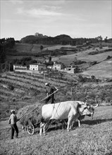 harvest wheat, monte senario, vaglia, tuscany, italy, 1955
