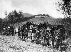 grape harvest, chianti, tuscany, italy 1910-20