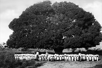 afrique, eritrea, une compagnie entière d'ascari sous un sycomore géant, 1910 1920