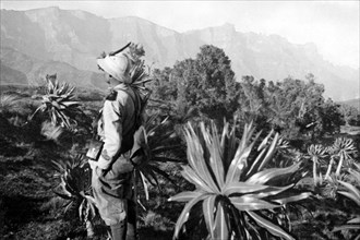 afrique, ethiopie, végétation de la région de mesciaha, 1920 1930