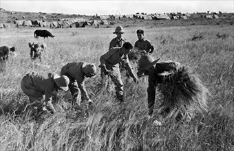 afrique, éthiopie, soldats italiens employés aux travaux des champs, 1920 1930