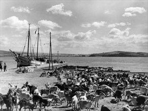 chèvres, talamone, orbetello, toscane, italie, 1952