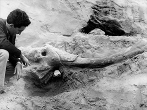 restes de mammouths découverts près de rome, 1959