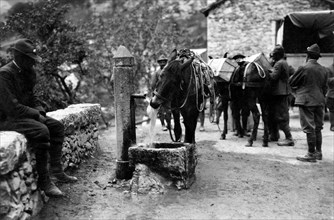 guerre, soldats et mules, vers une tranchée de montagne, 1915 1918