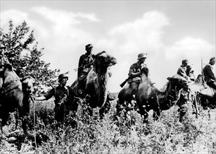 guerre, caucase, soldats sur chameau, 1942