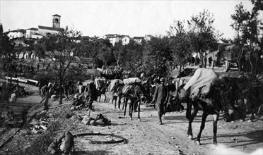 soldats et mules, 1915-18