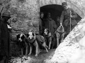première guerre mondiale, chiens de messagers, 1915-18