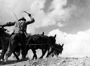 opérations à l'aide de mules, 1925 1935