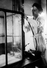 étude des insectes pour la lutte contre les parasites, 1940