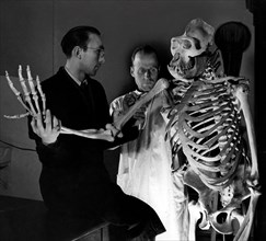 sciences naturelles, taxidermiste, taxidermiste retouche le squelette d'un gorille, 1949