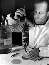sciences naturelles, taxidermiste, crapauds dans le formol, 1949