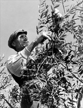 élagage, oliviers, 1950