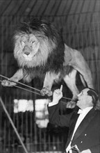 cirque, lion marchant sur un fil