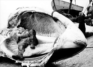 un harponneur soviétique se repose dans la mâchoire d'une baleine, 1965