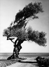 olivier le long de la mer près d'ostuni, 1960
