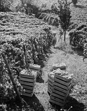 Italy. lazio. harvest of the very famous terracina grape. 1955