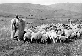 Turkey. shepherd with his flock. 1954