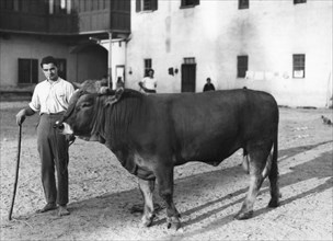 Italy. Piemonte. Novara. Bull 1940-1950