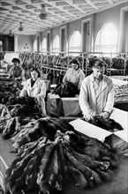 Tanning Of Hides And Skins Of Sable. Leningrad 1960