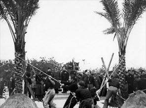 Italy. Campania. Napoli. Palms Planting. 1940