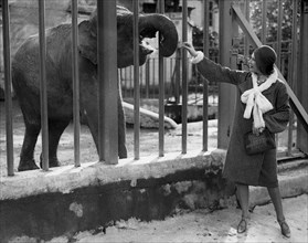 Italy. Rome. Zoo. Tourist At The Elephant Enclosure. 1920-30