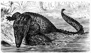 Saltwater or estuarine crocodile.