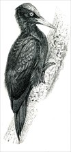 Black Woodpecker - Dryocopus martius.