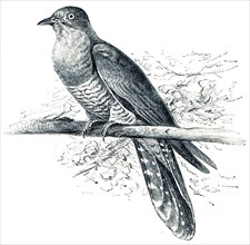 Common Cuckoo - Cuculus canorus.