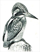Common Kingfisher - Alcedo atthis.
