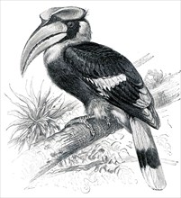 Great Hornbill - Buceros bicornis.