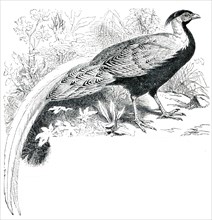 Silver Pheasant - Lophura nycthemera.