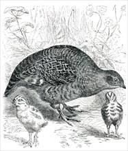 Common Partridge - Perdix cinerea.