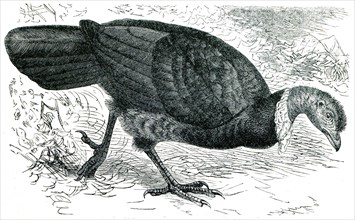 Cuvier's Brushturkey or Red-billed Brushturkey - Talegalla lathami.