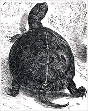 European pond turtle.