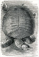 Florida softshell turtle.