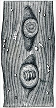 Trichina in the capsule of the muscle fibers.