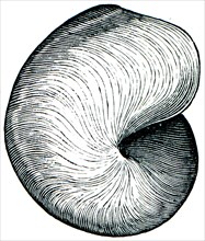Gastropoda Bellerophon bilobatus.
