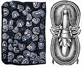 Trilobite Agnostus pisiformis.