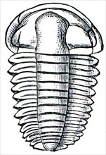 Trilobite Elipsocephalus Hoffi.