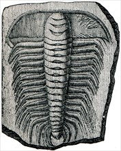 Trilobite Paradoxides spiulosus.