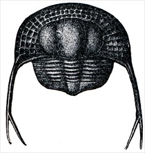 Trilobite Trinucleus Pongerardi.