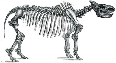 Fossil rhinoceros - Rhinoceros tichohinus.