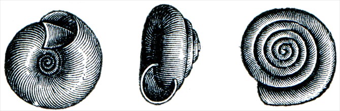 Gastropoda - Helix hispida.
