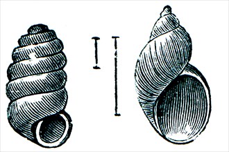 Gastropoda - Pupa muscorum and Succinea ablonga.